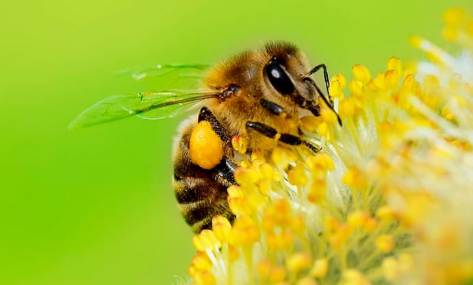 picadura de abejas