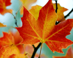 otoño